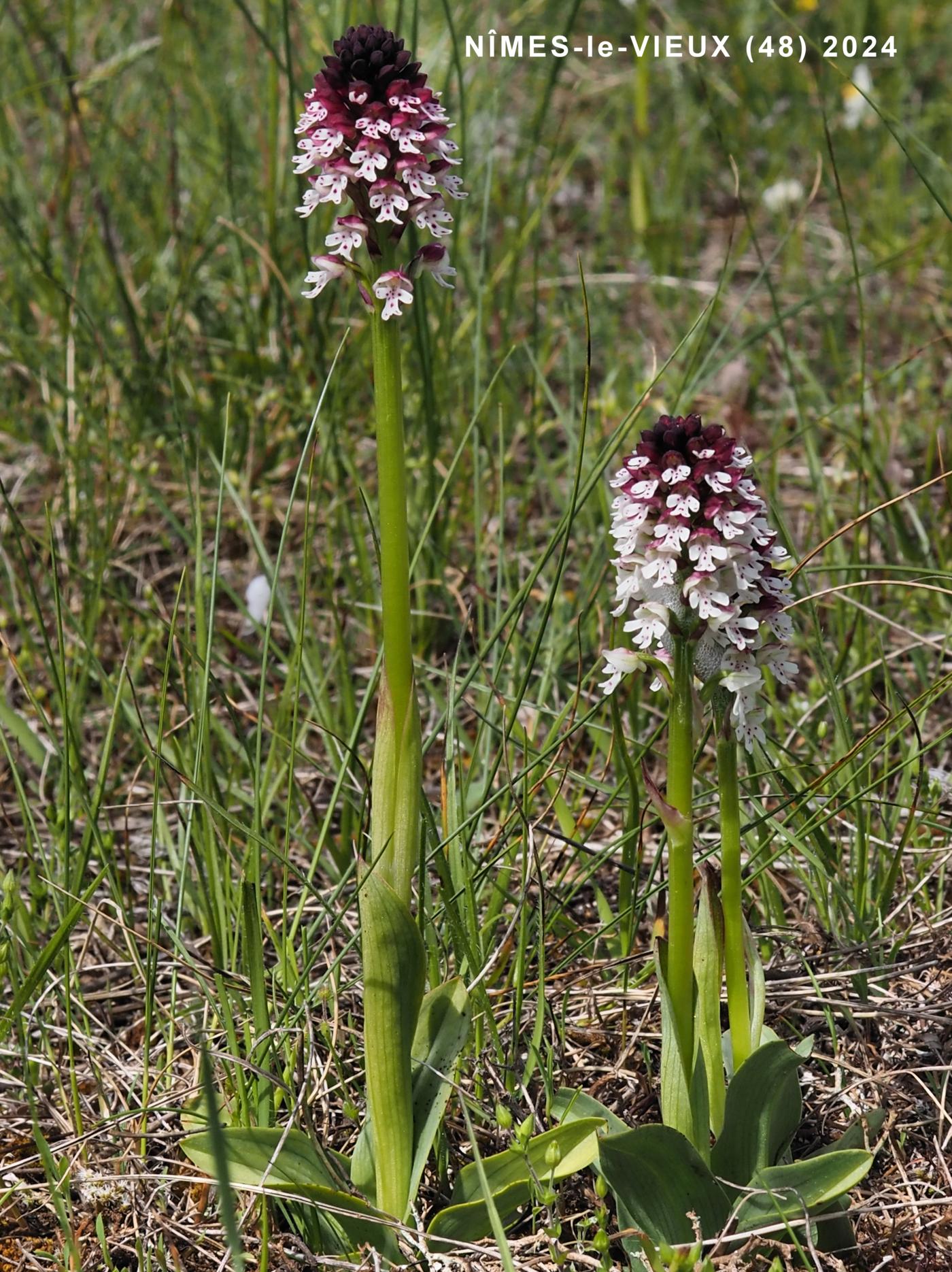 Orchid, Burnt plant